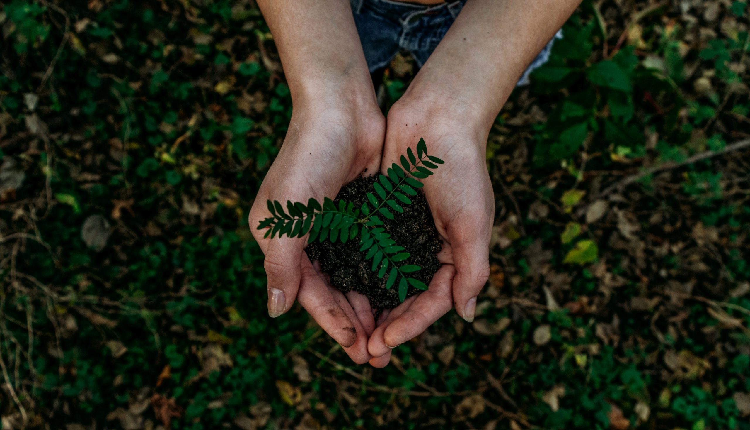 Sustainable Menstrual Product