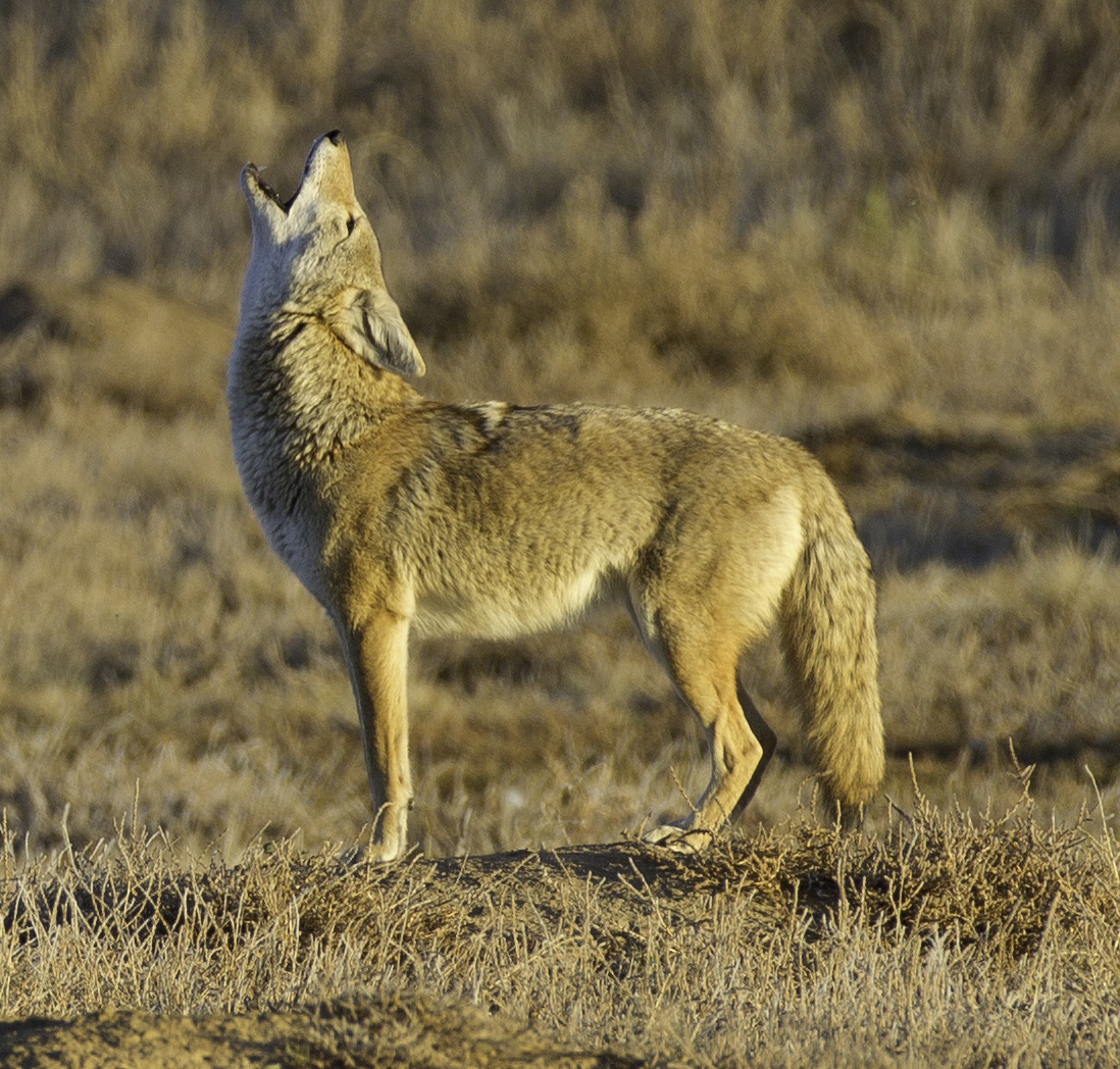 coyote howl